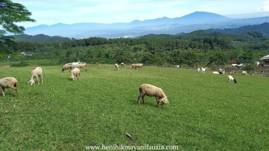 Fina Farm wisata alam Nyalindung Sukabumi