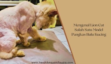 Cukur rambut kucing model Lion Cut