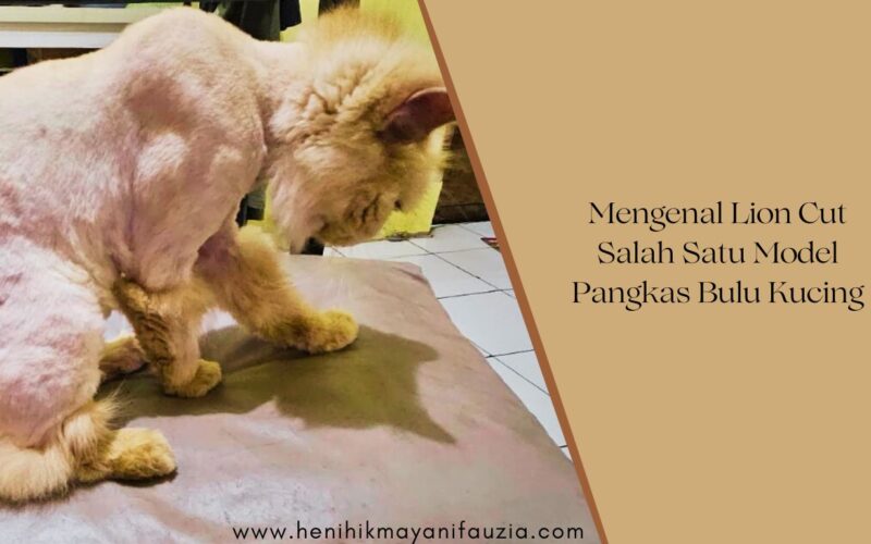 Cukur rambut kucing model Lion Cut