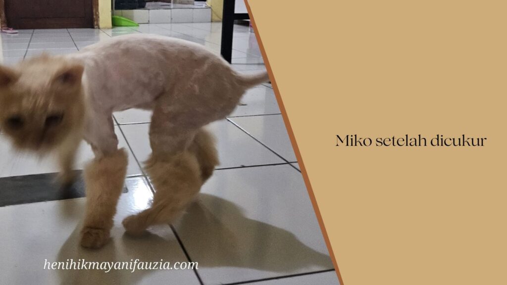 Pangkas bulu kucing lion cut