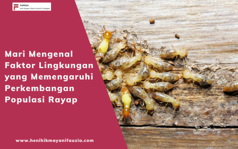 anti rayap bandung