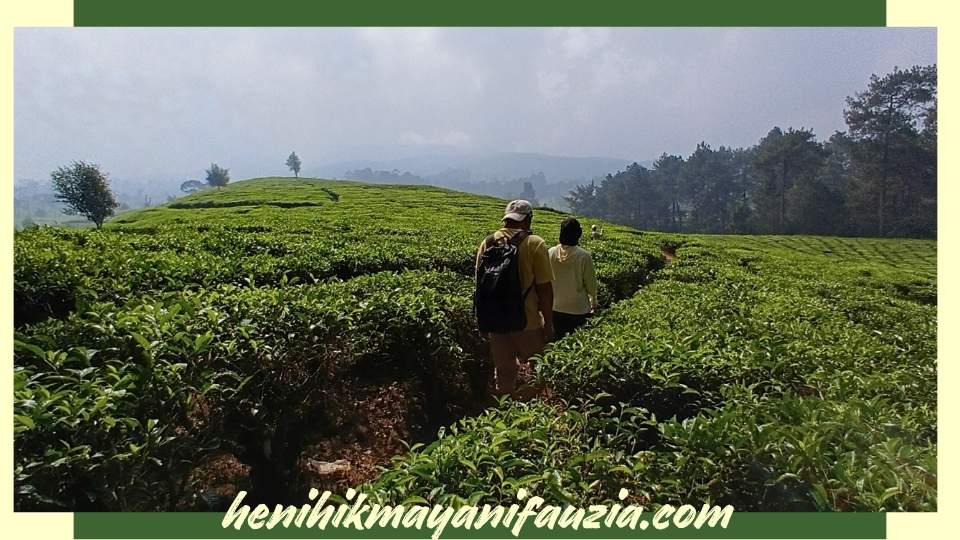 Kebun teh di Ciwangun Indah Camp