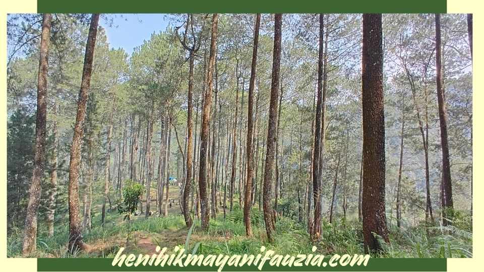 Kebun hutan pinus di CIC